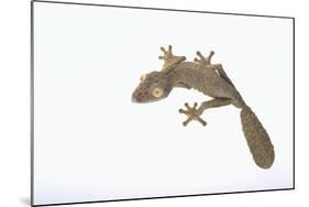 Leaf-Tail Gecko-DLILLC-Mounted Photographic Print