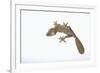 Leaf-Tail Gecko-DLILLC-Framed Photographic Print