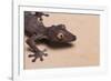 Leaf-Tail Gecko-DLILLC-Framed Photographic Print