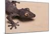 Leaf-Tail Gecko-DLILLC-Mounted Photographic Print