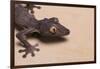 Leaf-Tail Gecko-DLILLC-Framed Photographic Print