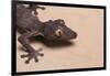 Leaf-Tail Gecko-DLILLC-Framed Photographic Print