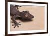 Leaf-Tail Gecko-DLILLC-Framed Photographic Print