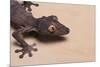 Leaf-Tail Gecko-DLILLC-Mounted Photographic Print