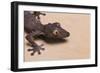 Leaf-Tail Gecko-DLILLC-Framed Photographic Print