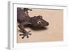 Leaf-Tail Gecko-DLILLC-Framed Photographic Print