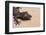 Leaf-Tail Gecko-DLILLC-Framed Photographic Print