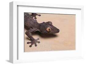 Leaf-Tail Gecko-DLILLC-Framed Photographic Print