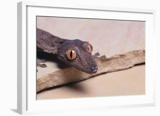 Leaf-Tail Gecko-DLILLC-Framed Photographic Print