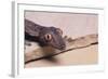 Leaf-Tail Gecko-DLILLC-Framed Photographic Print