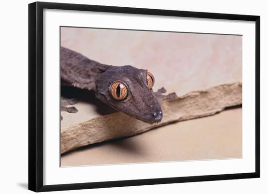 Leaf-Tail Gecko-DLILLC-Framed Photographic Print