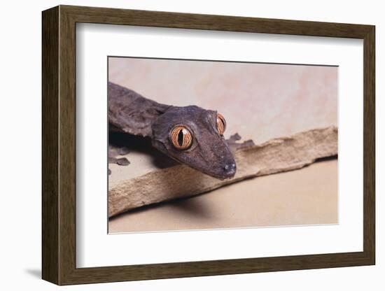 Leaf-Tail Gecko-DLILLC-Framed Photographic Print