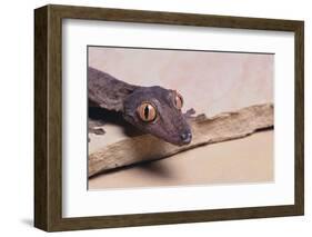 Leaf-Tail Gecko-DLILLC-Framed Photographic Print