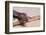 Leaf-Tail Gecko-DLILLC-Framed Photographic Print