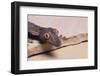 Leaf-Tail Gecko-DLILLC-Framed Photographic Print