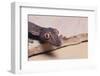 Leaf-Tail Gecko-DLILLC-Framed Photographic Print