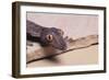 Leaf-Tail Gecko-DLILLC-Framed Photographic Print