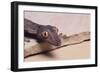 Leaf-Tail Gecko-DLILLC-Framed Photographic Print