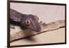 Leaf-Tail Gecko-DLILLC-Framed Photographic Print