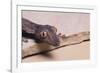 Leaf-Tail Gecko-DLILLC-Framed Photographic Print