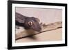 Leaf-Tail Gecko-DLILLC-Framed Photographic Print