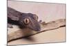 Leaf-Tail Gecko-DLILLC-Mounted Photographic Print