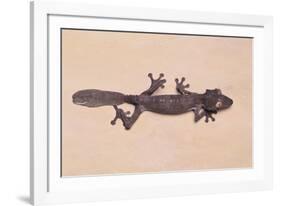 Leaf-Tail Gecko-DLILLC-Framed Photographic Print