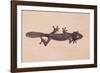 Leaf-Tail Gecko-DLILLC-Framed Photographic Print