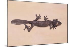 Leaf-Tail Gecko-DLILLC-Mounted Photographic Print