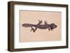 Leaf-Tail Gecko-DLILLC-Framed Photographic Print