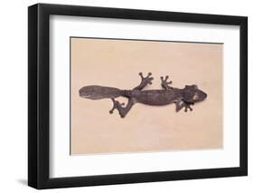 Leaf-Tail Gecko-DLILLC-Framed Photographic Print