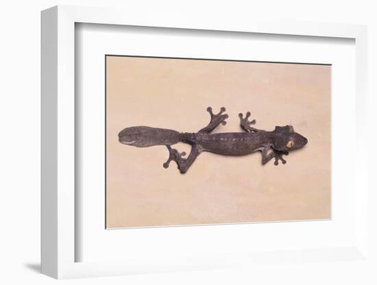 Leaf-Tail Gecko-DLILLC-Framed Photographic Print