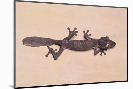 Leaf-Tail Gecko-DLILLC-Mounted Photographic Print