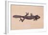 Leaf-Tail Gecko-DLILLC-Framed Photographic Print