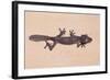 Leaf-Tail Gecko-DLILLC-Framed Photographic Print