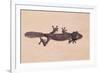Leaf-Tail Gecko-DLILLC-Framed Photographic Print