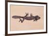 Leaf-Tail Gecko-DLILLC-Framed Photographic Print