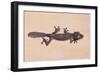 Leaf-Tail Gecko-DLILLC-Framed Photographic Print