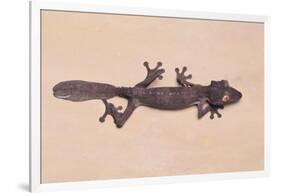 Leaf-Tail Gecko-DLILLC-Framed Photographic Print