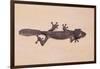 Leaf-Tail Gecko-DLILLC-Framed Photographic Print