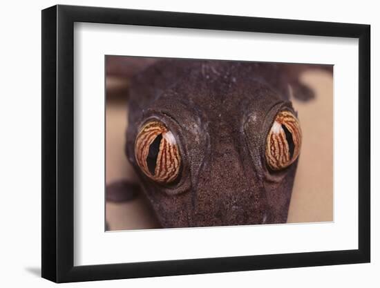 Leaf-Tail Gecko-DLILLC-Framed Photographic Print