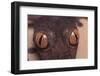 Leaf-Tail Gecko-DLILLC-Framed Photographic Print