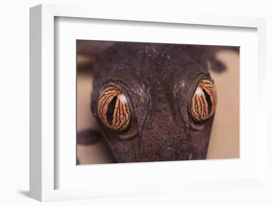 Leaf-Tail Gecko-DLILLC-Framed Photographic Print