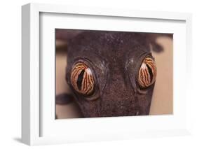 Leaf-Tail Gecko-DLILLC-Framed Photographic Print