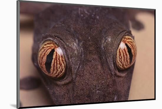 Leaf-Tail Gecko-DLILLC-Mounted Photographic Print