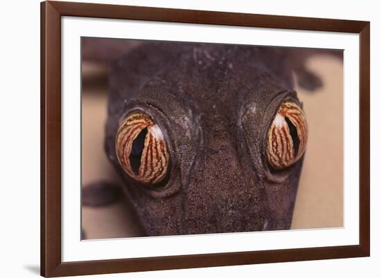 Leaf-Tail Gecko-DLILLC-Framed Photographic Print