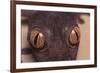 Leaf-Tail Gecko-DLILLC-Framed Photographic Print