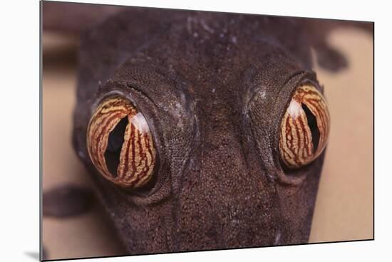 Leaf-Tail Gecko-DLILLC-Mounted Photographic Print