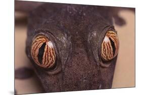 Leaf-Tail Gecko-DLILLC-Mounted Photographic Print