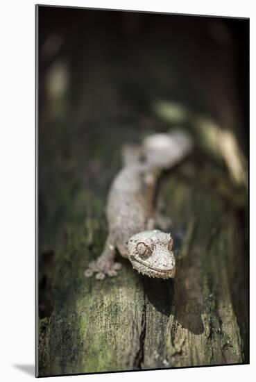 Leaf-Tailed Gecko (Baweng Satanic Leaf Gecko) (Uroplatus Phantasticus), Endemic to Madagascar-Matthew Williams-Ellis-Mounted Photographic Print